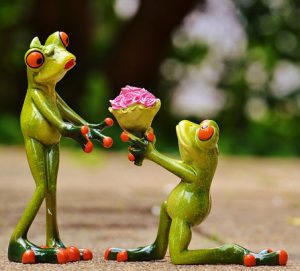 frog giving flowers to other frog